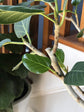 Ficus Audrey Column - Live Plant in a 10 Inch Pot - Ficus Benghalensis - Beautiful Ornamental Interior Tree
