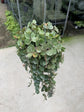 Hoya Curtisii - Live Plants in 4 Inch Pots - Hoya Carnosa &