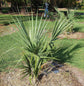 Puerto Rican Hat Palm - Live Plants in 4 Inch Growers Pots - Sabal Causiarum - Rare Ornamental Palms of Florida