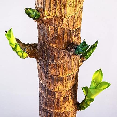 dracaena mass cane stalk plant Dracaena Mass Cane - Live Plants in 6 Inch Pots