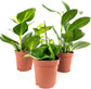 Hoya - Live Plant in a 2 Inch Pot - Indoor Houseplants Straight from The Nursery