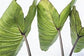 Colocasia Elephant Ear Plant - 4 Live Starter Plants - Colocasia Esculenta - Beautiful Large Leaf Foliage Starter Multipack