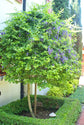 Sapphire Showers Duranta - Live Plant in a 10 Inch Pot - Duranta Erecta "Sapphire Showers" - Beautiful Flowering Butterfly Attracting Patio Plant