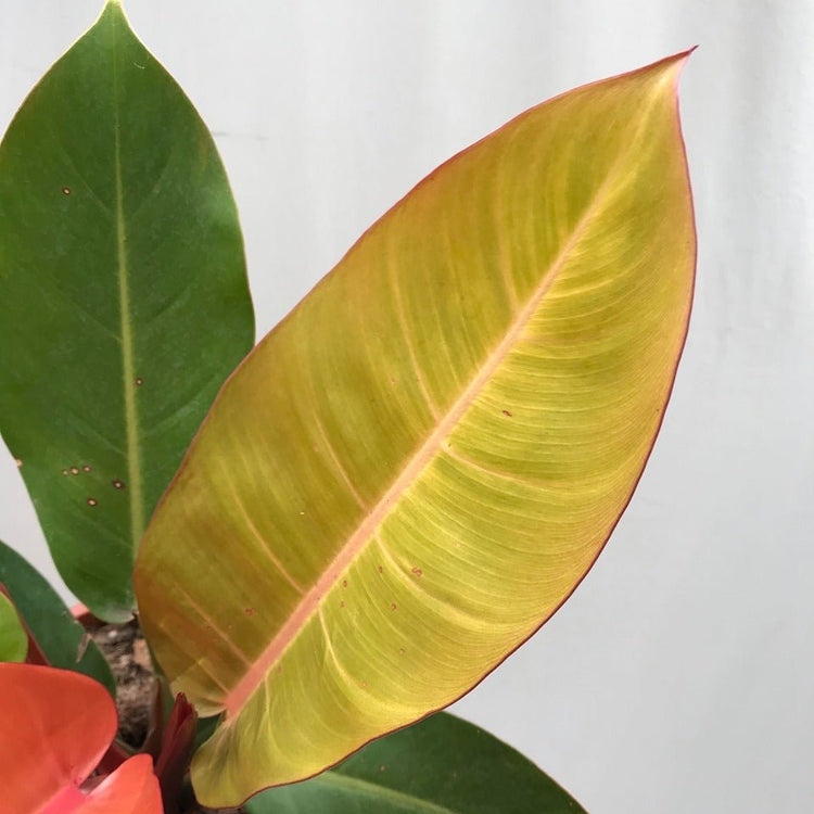 prince of orange philodendron outside Philodendron Prince of Orange - Live Plant in a 10 Inch Growers Pot