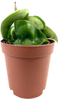Hoya - Live Plant in a 2 Inch Pot - Indoor Houseplants Straight from The Nursery