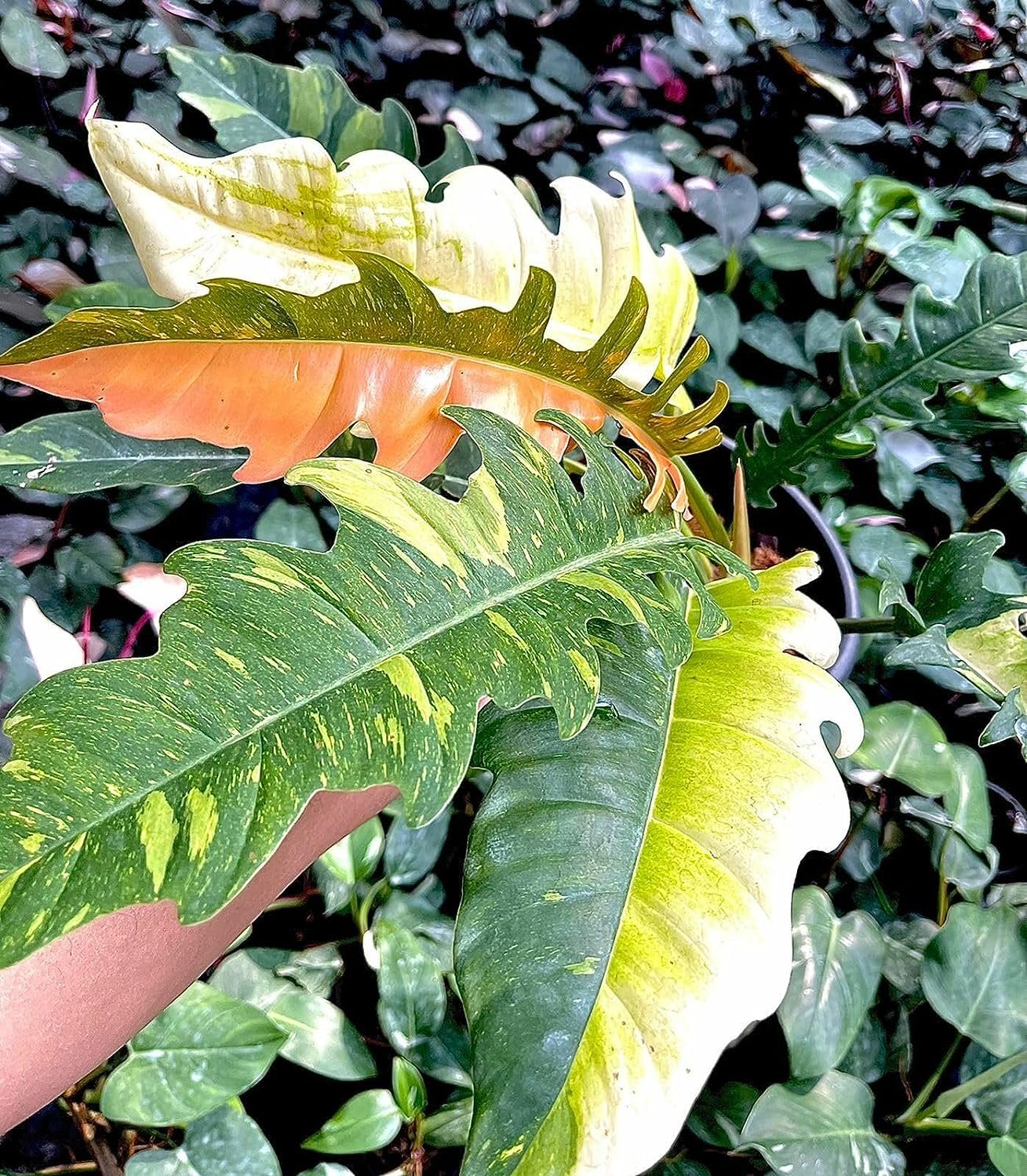 philodendron fire bird Wekiva Foliage Philodendron Ring of Fire - Live Plant in a 4 in. Pot - Philodendron Wendlandii x P. Tortum