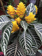 Zebra Plant - 3 Live Plants in 6 Inch Pots - Aphelandra Squarrosa &