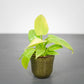 Philodendron - Live Starter Plant - Rare and Elegant Indoor Houseplant