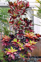 Croton Iceton - Live Plant in a 3 Gallon Pot -Codiaeum Variegatum &