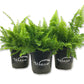 Boston Compacta Fern - Live Plants in 4 Inch Pots - Nephrolepis Exaltata Compacta - Beautiful Clean Air Indoor Outdoor Ferns from Florida