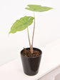 Alocasia - 4 Live Starter Plants in 2 Inch Pots - Alocasia - Florist Quality Air Purifying Indoor Plant - Nature&