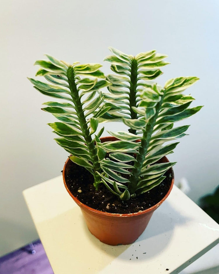 devil succulent Variegated Devil's Backbone - Live Starter Plants in 2 Inch Pots