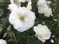 Iceberg Rose Bush - Live Starter Plants in 4 Inch Pots - Beautifully Fragrant Rose from Florida - A Versatile Beauty with a Rich Fragrance