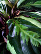 Calathea Shinestar - Live Plant in a 6 Inch Pot - Calathea Roseopicta ‘Shinestar’ - Extremely Rare Indoor Houseplant