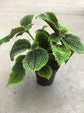 Friendship Plants - Live Starter Plants in 2 Inch Pots - Baby Pilea - Beautiful Textured Indoor Houseplant
