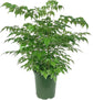 China Doll Plant - Live Plant in a 6 Inch Pot -Radermachera Sinica - Beautiful Easy Care Indoor Houseplant