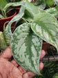 Satin Pothos - Live Plant in a 4 Inch Pot - Scindapsus Pictus - Elegant Indoor Houseplants Straight from The Nursery
