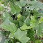 Variegated English Ivy - Live Plants in 3 Inch Pots - Hedera Helix - Beautiful Easy Care Indoor Air Purifying Houseplant Vine
