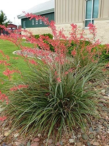 can red yucca grow in a pot Red Yucca - Live Plants in 6 Inch Pots - Hesperaloe Parviflora