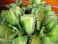 Kalanchoe Mother of Thousands - Live Plant in a 2 Inch Pot - Kalanchoe Daigremontiana - Beautiful Indoor Outdoor Cacti Succulent Houseplant