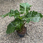 Alocasia - 4 Live Starter Plants in 2 Inch Pots - Alocasia - Florist Quality Air Purifying Indoor Plant - Nature&