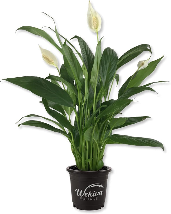 Spathiphyllum Peace Lily - Live Starter Plants in 4 Inch Pots - Spathiphyllum - Elegant Low Maintenance Air Purifying Indoor Houseplant