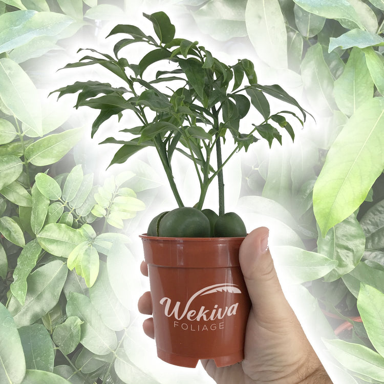 castanospermum australe indoor plant Lucky Bean Plant - Live Plant in a 4 Inch Pot