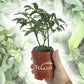 Lucky Bean Plant - Live Plant in a 4 Inch Pot - Castanospermum Australe - Beautiful Ornamental Bonsai Interior Tree - A Natural Charm for Abundance and Prosperity in Your Home