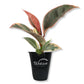 Ficus Tree - Live Starter Plants in 2 Inch Pots - Stunning Easy Care Interior Houseplant