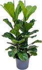 Ficus Audrey - Live Plant in a 10 Inch Pot - Ficus Benghalensis - Beautiful Ornamental Interior Tree