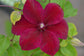 Clematis Westerplatte - Live Plants in 4 Inch Growers Pots - Clematis &