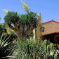 Silver Yucca - Live Plant in a 1 Gallon Growers Pot - Yucca Rostrata - Rare Outdoor Ornamental Slow Growing Evergreen Tree