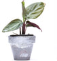 Calathea Prayer Plant - Live Plant in a 2 Inch Pot - Starter Plants - Beautiful and Elegant Easy Care Indoor Houseplants from The Nursery