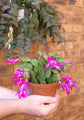 Christmas Cactus - Live Plants in 4 Inch Pots - Schlumbergera Bridgesii - Beautiful Indoor Tropical Succulent