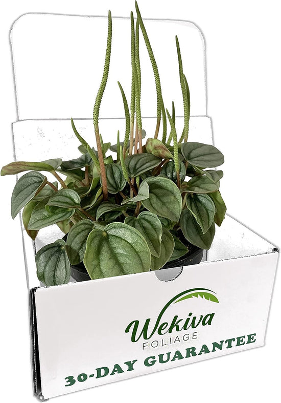 Peperomia Frost - Live Plants in 4 Inch Pots - Beautiful Clean Air Indoor Plant