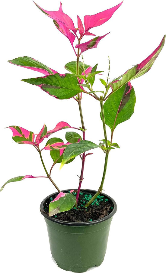 Party Time Plant - Live Plants in 4 Inch Pots - Alternanthera ficoidea ‘Party Time’ - Extremely Rare and Elegant Indoor Houseplant