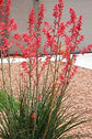 Red Yucca - Live Plants in 6 Inch Pots - Hesperaloe Parviflora - Bird Friendly Evergreen Succulent