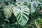 Philodendron - Live Starter Plant - Rare and Elegant Indoor Houseplant