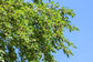 Everbearing Mulberry Tree - 2 Live Tissue Culture Starter Plants - Edible Fruit Tree for The Patio and Garden