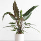 Alocasia - 4 Live Starter Plants in 2 Inch Pots - Alocasia - Florist Quality Air Purifying Indoor Plant - Nature&