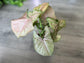Syngonium Strawberry Cream - Live Plant in a 4 Inch Pot - Syngonium Podophyllum &