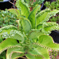 Kalanchoe Mother of Thousands - Live Plant in a 2 Inch Pot - Kalanchoe Daigremontiana - Beautiful Indoor Outdoor Cacti Succulent Houseplant