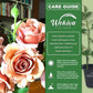 Koko Loko Rose Bush - Live Starter Plants in 2 Inch Pots - Beautiful Roses from Florida - A Stunningly Beautiful Ornamental Rose