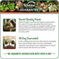 Pineapple Plant - 2 Live Tissue Culture Starter Plants - Ananas Comosus - Edible Fruit Tree for The Patio and Garden