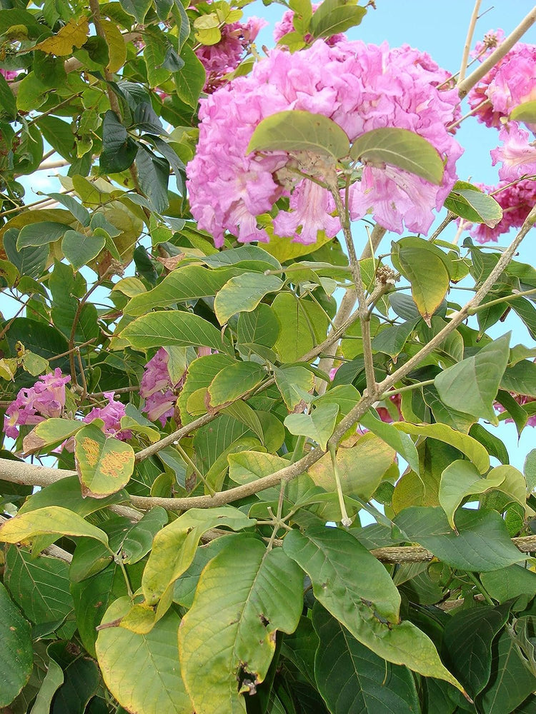 lavender tabebuia tree Purple Tabebuia Trumpet Tree - Live Plant in a 4 Inch Pot