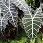 Alocasia - 4 Live Starter Plants in 2 Inch Pots - Alocasia - Florist Quality Air Purifying Indoor Plant - Nature&