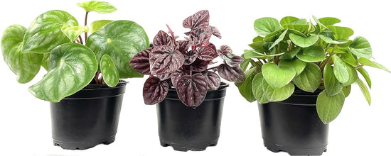 Peperomia Multi Pack - 3 Live Plants in 4 Inch Pots - Varieties are Grower&
