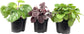 Peperomia Multi Pack - 3 Live Plants in 4 Inch Pots - Varieties are Grower&