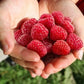 Raspberry Plant - Live Plants in 2 Inch Pots - Grow Your Own Fruits - Garden Or Patio