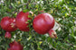 Patio Fruit Plant Variety Pack - 4 Live Starter Plants - One Each of Fig Tree, Blueberry, Pineapple, and Pomegranate - Starter Plants for Your Edible Garden